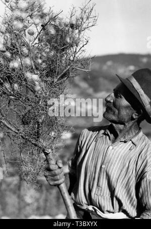 Seidenraupenzucht, 1955 Stockfoto