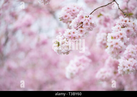 Nahaufnahme von Blooming cherry tree branch Stockfoto