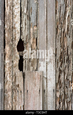 Schaden Aus Holz Von Termite In Traditionellen Thai Haus Gegessen