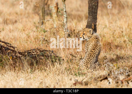 Ein cheetah Cub sitzen und über die Schulter in Richtung der Mutter, Ol Pejeta Conservancy, Laikipia, Kenia, Afrika Stockfoto