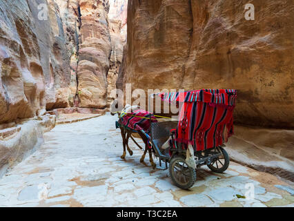 Eine Kutschenfahrt mit Touristen in der siq Schlucht zum Haupteingang des antiken nabatäische Stadt Petra, Jordanien. Stockfoto