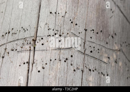 Beschädigtes Holz Textur durch Borkenkäfer gegessen, borer Stockfoto