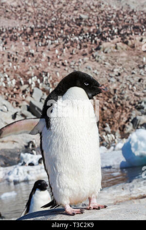 Adelie Pinguine auf Heroina Insel, in die Gefahr, Inseln, Weddellmeer, Antarktis. Bis zu 3 Millionen Vögel nisten auf den Inseln und die super Kolonie war o Stockfoto