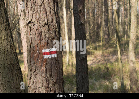 Route anmelden Kiefer in Wald lackiert Stockfoto