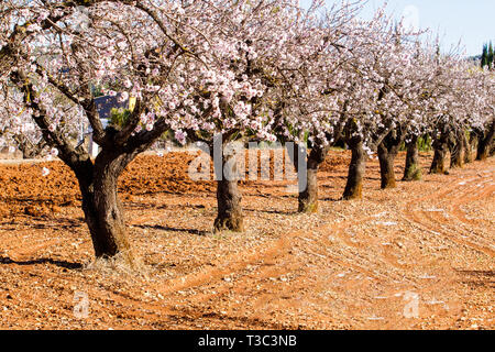 Schönen blühenden Mandelbäume mit Blumen in Jalon Dorf, Spanien. Stockfoto