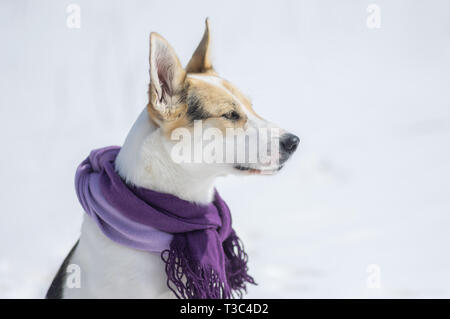 Schöne Outdoor Portrait von weißen Mischlingen Tröster im Winter tragen Stockfoto