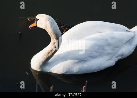 Höckerschwan Cygnus olor Floating in der Nähe von Wasserpflanzen Stockfoto