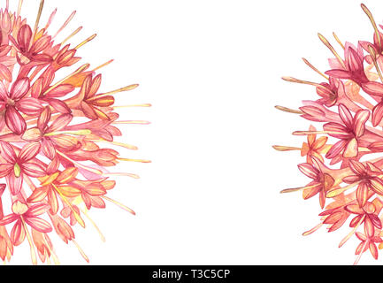 Rosa Blumen Gambier Auszüge pflanzen Aquarell botanische Abbildungen Stockfoto