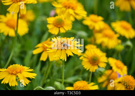 Schönen wilden Frühling gelb Sneezweed (Helenium amarum) vermischt mit Schmetterling Gaura lindheimeri (Oenothera) Texas Wildblumen Stockfoto