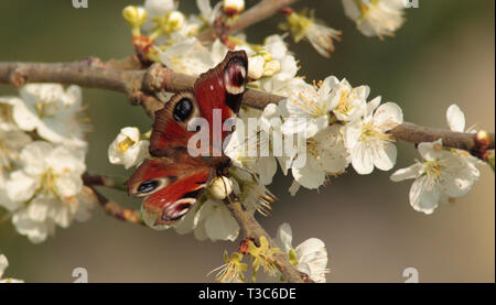 Tagpfauenauge auf Plum tree blossom Stockfoto