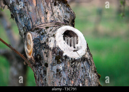 Bohrung auf einem alten Apfelbaum Stockfoto