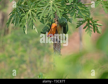 Rußig-vorangegangen bulbul Vogel ist Essen reife Papaya isoliert auf verschwommenen Hintergrund Stockfoto