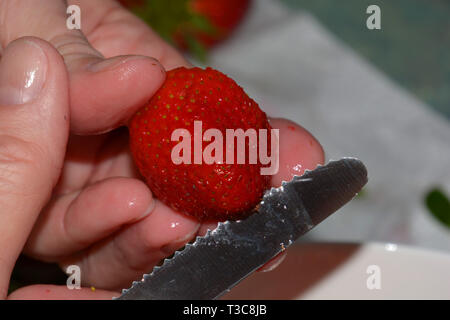 Rot und reif und wusch Erdbeeren werden von Frau mit einem Messer schneiden, natürlich gepflegte Hände, Frauen frisch gewaschene Erdbeeren in kleine Stockfoto