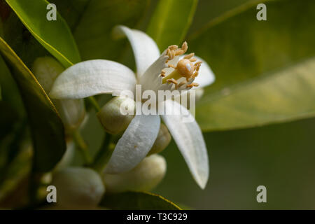 Orange Tree Blossom. Nahaufnahme Blume Foto Stockfoto