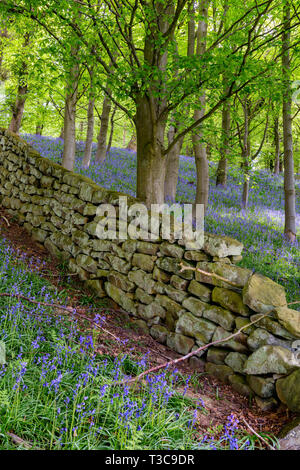 Bluebells an Bransdale Hall, in der Nähe von Helmsley, North Yorkshire, England, Großbritannien Stockfoto