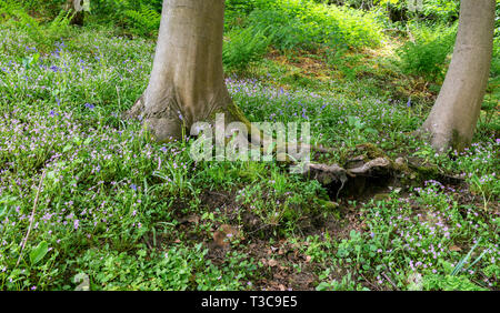 Bluebells an Bransdale Hall, in der Nähe von Helmsley Stockfoto