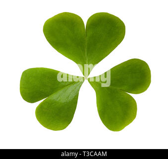 Sauerklee auf weißem Hintergrund Stockfoto
