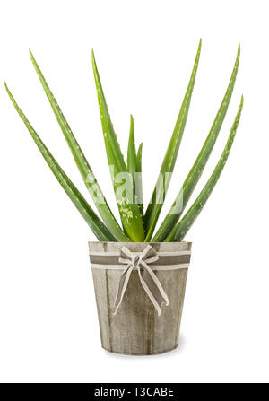 Aloe Vera Pflanze in Vase isoliert auf weiss Stockfoto