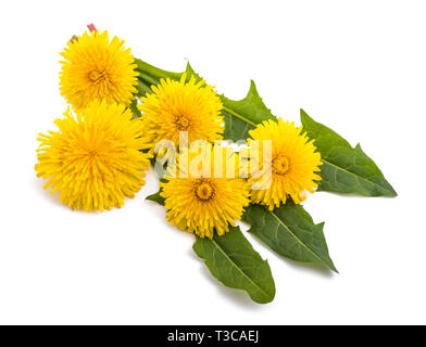 Löwenzahn mit Blüten isoliert auf weißem Hintergrund Stockfoto