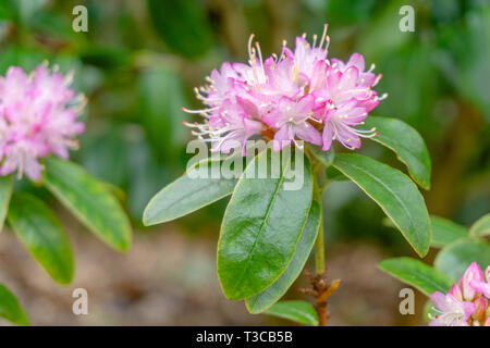 Nahaufnahme einer blühenden Strauch mit kleinen rosa Rhododendron (Lepidote) im Frühjahr. Der blühende Strauch mit kleinen lila Rhododendron. Stockfoto