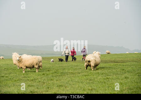 Wenige Hunde durch Schafe Stockfoto