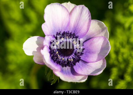 Anemone coronaria De Caen 'Mr Fokker' lila Mohn anemone Blume Nahaufnahme. Vereinigtes Königreich Stockfoto