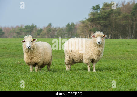 Zwei Dorset Schafe Stockfoto