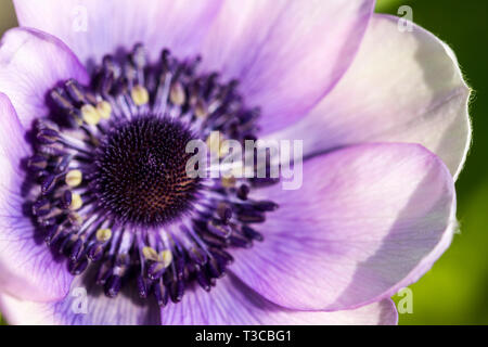 Anemone coronaria 'Mr Fokker' Lila Lila Blume Nahaufnahme. Vereinigtes Königreich Stockfoto