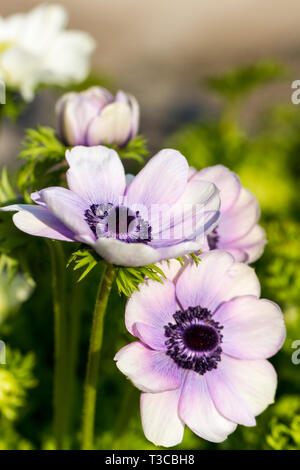 Anemone coronaria 'Mr Fokker' lila Mohn Blumen, Dorset, Großbritannien Stockfoto