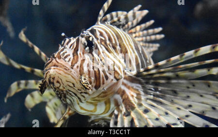 Fantastischer Blick auf einen Schmetterling cod hautnah in den Gewässern. Stockfoto