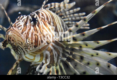 Fantastischer Blick in das Gesicht eines firefish unter Wasser. Stockfoto