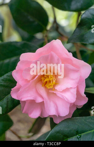 Nahaufnahme einer rosa Camellia japonica in den Morgen. Blüte rosa Kamelien Blüte im April. Stockfoto