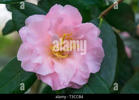 Nahaufnahme einer rosa Camellia japonica in den Morgen. Blüte rosa Kamelien Blüte im April. Stockfoto