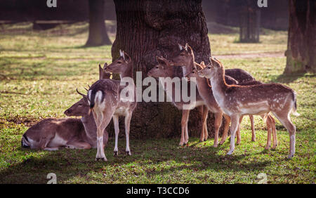 Eine Herde Hirsche in den Schatten eines Baumes, UK. Stockfoto