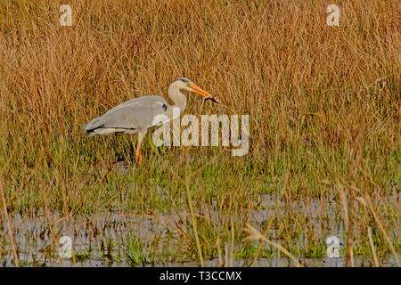 Great Blue Heron stehend in der Reed, Essen ein Frosch in einem Sumpf - Ardea herodias Stockfoto