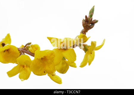 Helle gelb forsythia Blume isoliert auf Weiss. Stockfoto