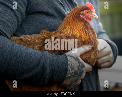 Junger Mann mit einem Eule tattoo Holding eine freie Strecke Huhn auf eine organische Zuteilung in North East England, im Herzen der Gemeinschaft. Stockfoto