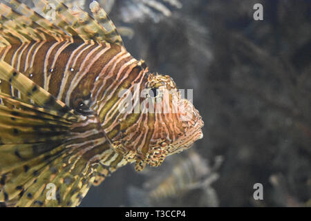 Fantastische näheren Blick auf das Gesicht eines gestreiften turkeyfish. Stockfoto