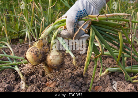 Frisch geerntete Zwiebeln Zwiebel in die Hände der Gärtner Stockfoto