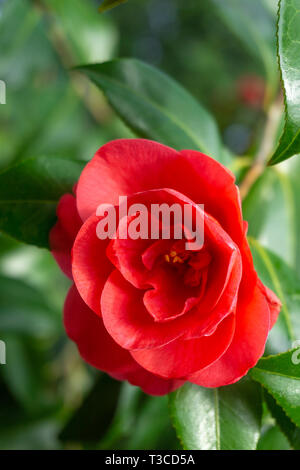 In der Nähe von einem schönen makellos roten Camellia japonica (Herz Ass) mit grünen Blättern. Anzeigen eines roten Kamelien blühen. Stockfoto