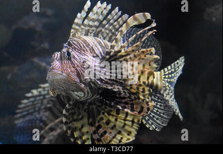 Fantastische Nahaufnahme Blick in das Gesicht eines gestreifte Zebrabärbling. Stockfoto