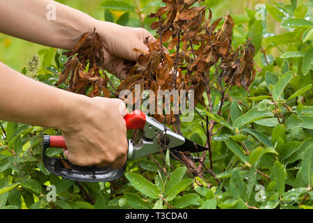 Hände von Gärtner mit gartenschere Beschneidung Geißblatt im Garten Stockfoto