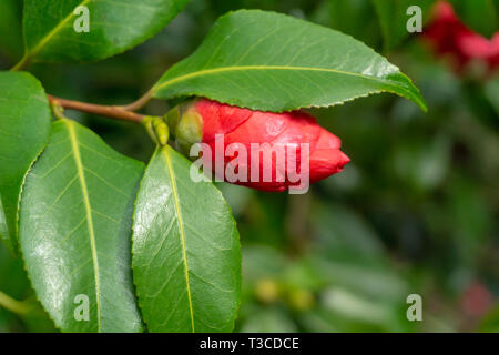 In der Nähe von einem schönen makellos roten Camellia japonica (Herz Ass) mit grünen Blättern. Anzeigen eines roten Kamelien blühen. Stockfoto