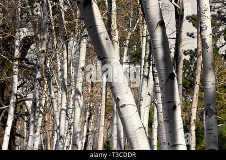 Gruppe von Silver Birch Tree trunks in einem bewaldeten Gebiet. Stockfoto