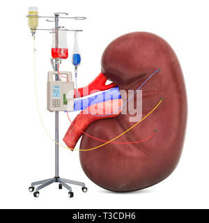 Mit der intravenösen Behandlung mit der menschlichen Niere. Behandlung von Nierenerkrankungen Konzept, 3D-Rendering auf weißem Hintergrund Stockfoto