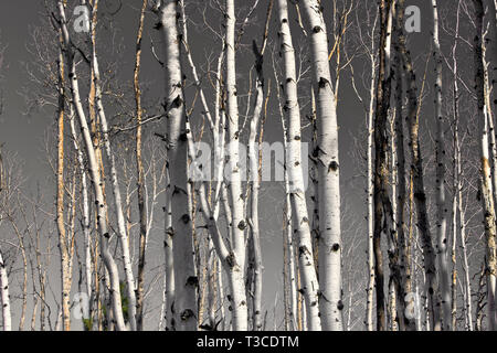 Gruppe von Silver Birch Tree trunks in einem bewaldeten Gebiet. Stockfoto