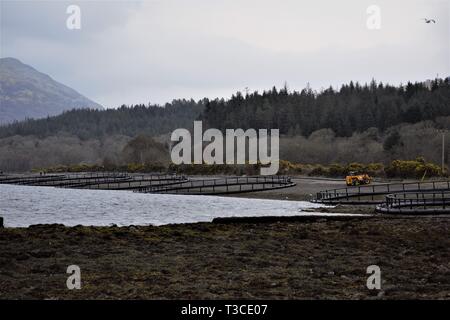 Bau von Fusion Marine, HDPE, Floating, Lachs Fisch pen Käfige an den Ufern des Loch Creran. Die Bäume im Hintergrund. Stockfoto