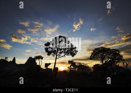 Menschen, Hunde und Bäume Silhouetten bei Sonnenaufgang in Brasilien Stockfoto