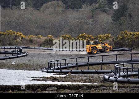 Bau von Fusion Marine, HDPE, Floating, Lachs Fisch pen Käfige an den Ufern des Loch Creran. Goldene Blüten von whins im Hintergrund. Stockfoto