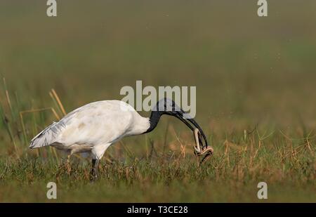 Wildtiere, Vögel, Säugetiere, Insekten, Kunst, Architektur, Makro, Landschaft Stockfoto